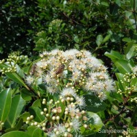 Syzygium caryophyllatum (L.) Alston